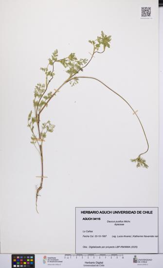 Daucus pusillus [Espécimen: UCH:AGUCH:0034115]