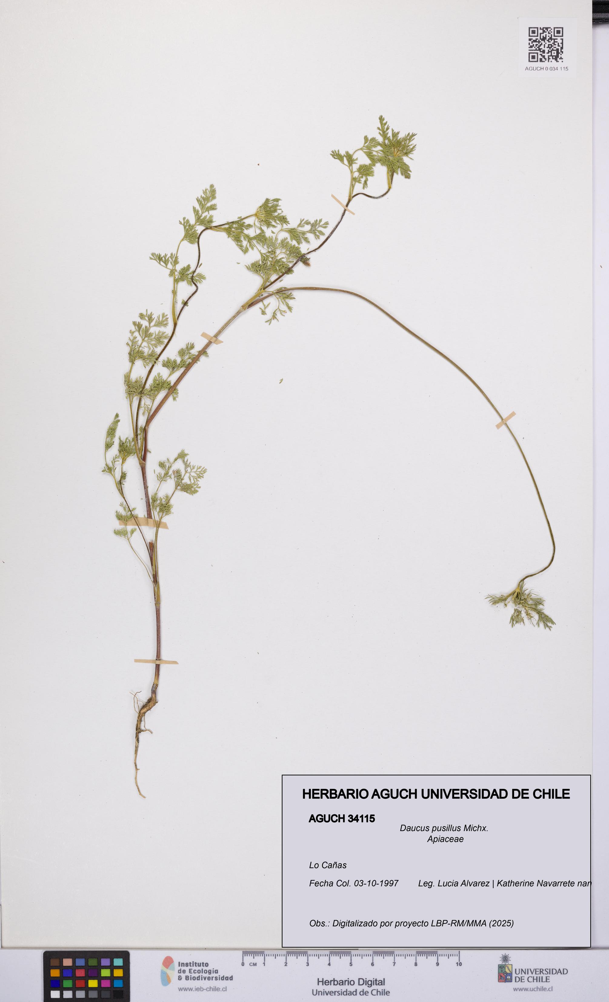 Daucus pusillus [Espécimen: UCH:AGUCH:0034115]