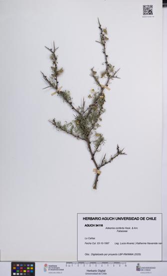 Adesmia conferta [Espécimen: UCH:AGUCH:0034116]