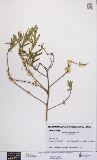 Baccharis poeppigiana [Espécimen: UCH:AGUCH:0034133]