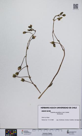 Cistanthe grandiflora [Espécimen: UCH:AGUCH:0034136]