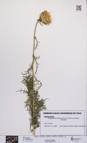Plectocephalus chilensis var. chilensis [Espécimen: UCH:AGUCH:0034142]