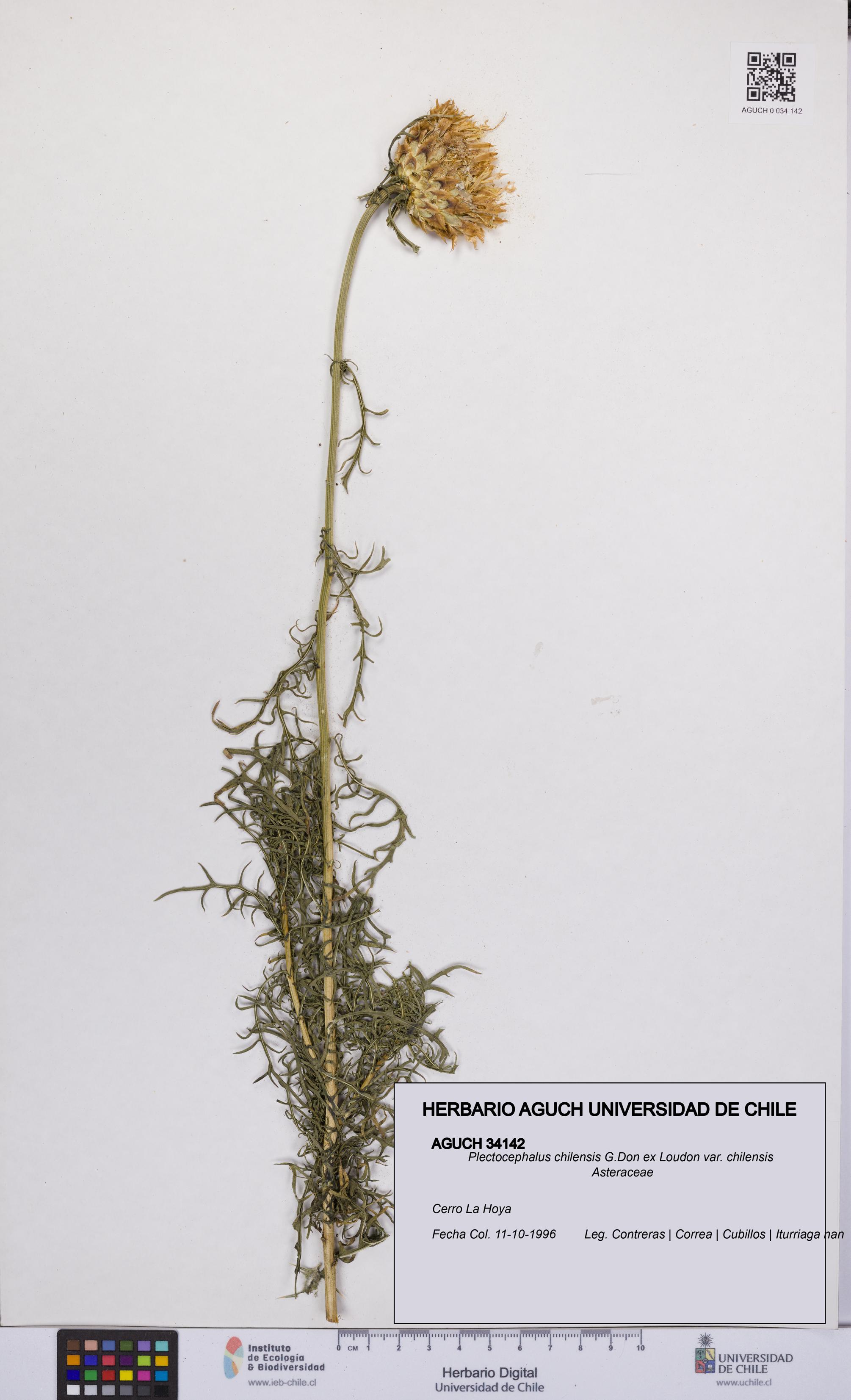 Plectocephalus chilensis var. chilensis [Espécimen: UCH:AGUCH:0034142]