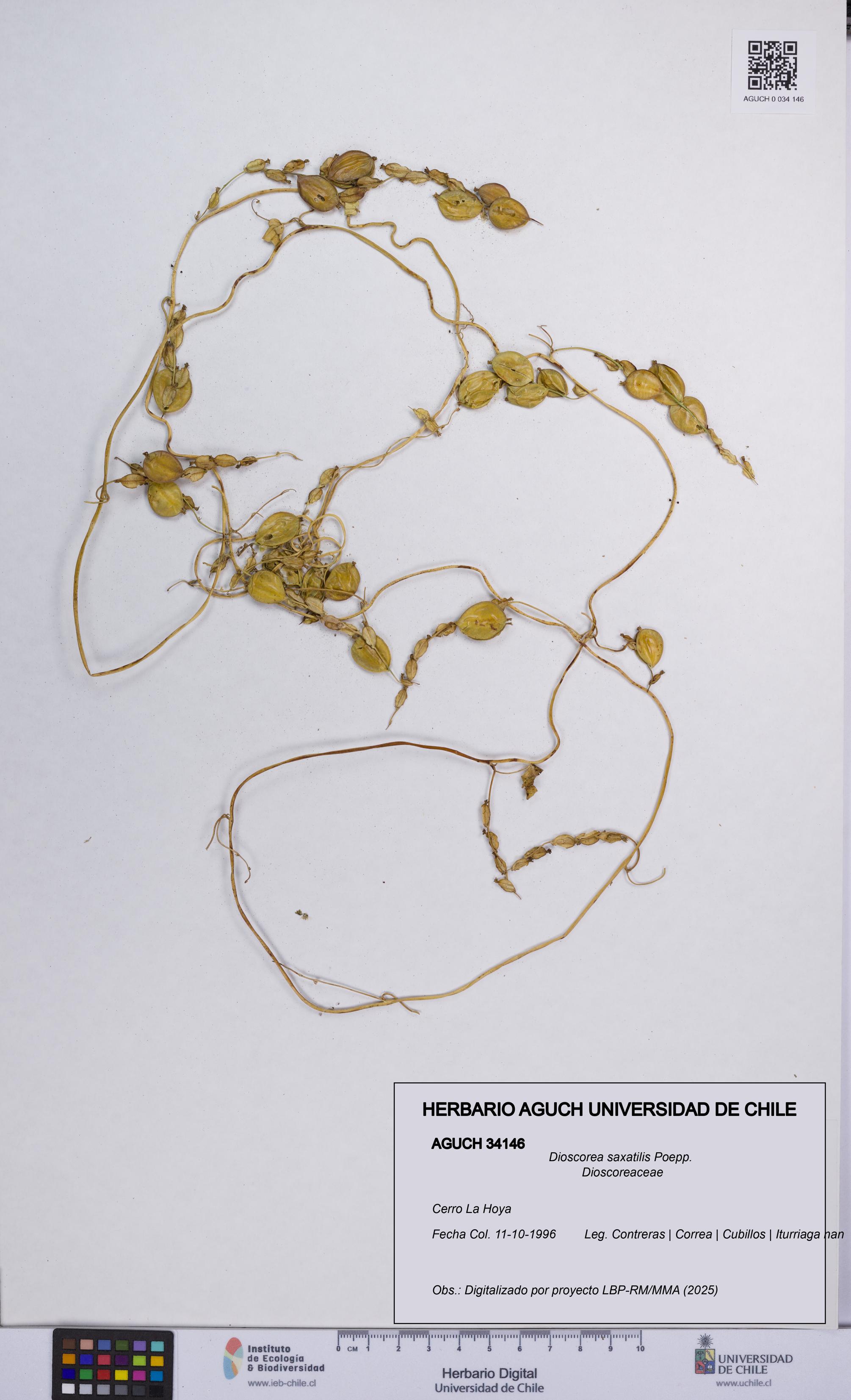 Dioscorea saxatilis [Espécimen: UCH:AGUCH:0034146]