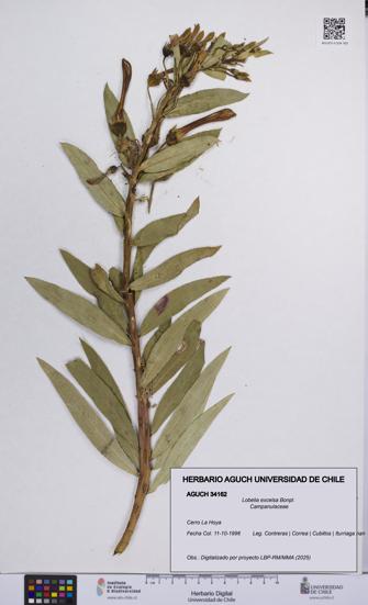 Lobelia excelsa [Espécimen: UCH:AGUCH:0034162]