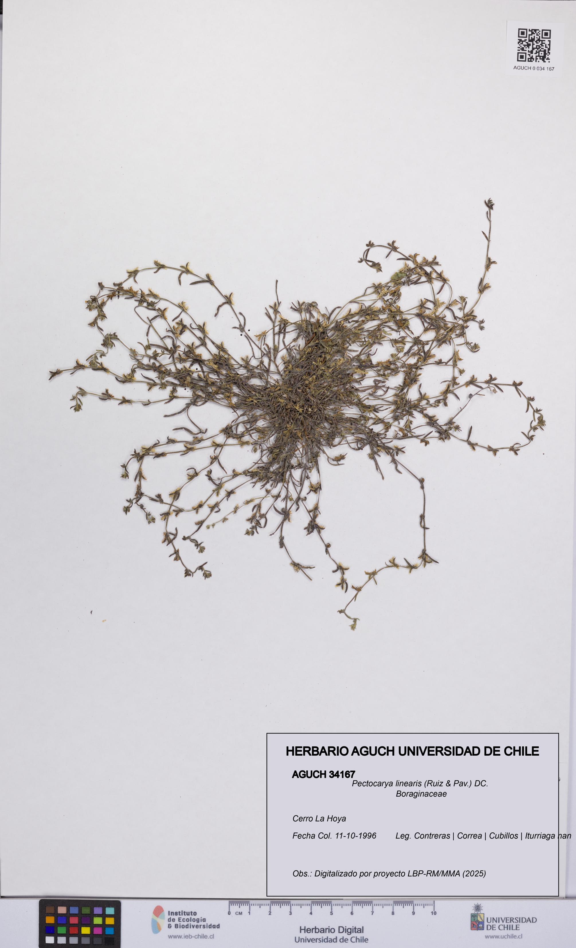 Pectocarya linearis [Espécimen: UCH:AGUCH:0034167]