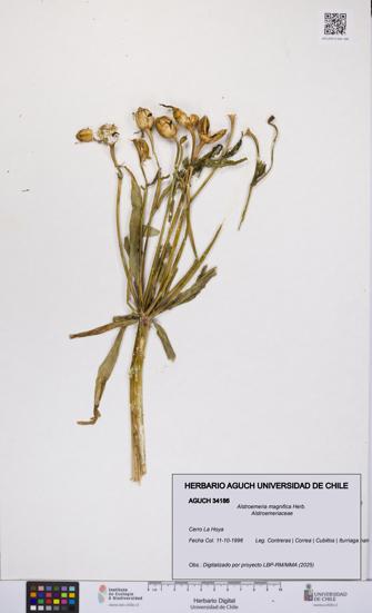 Alstroemeria magnifica [Espécimen: UCH:AGUCH:0034186]