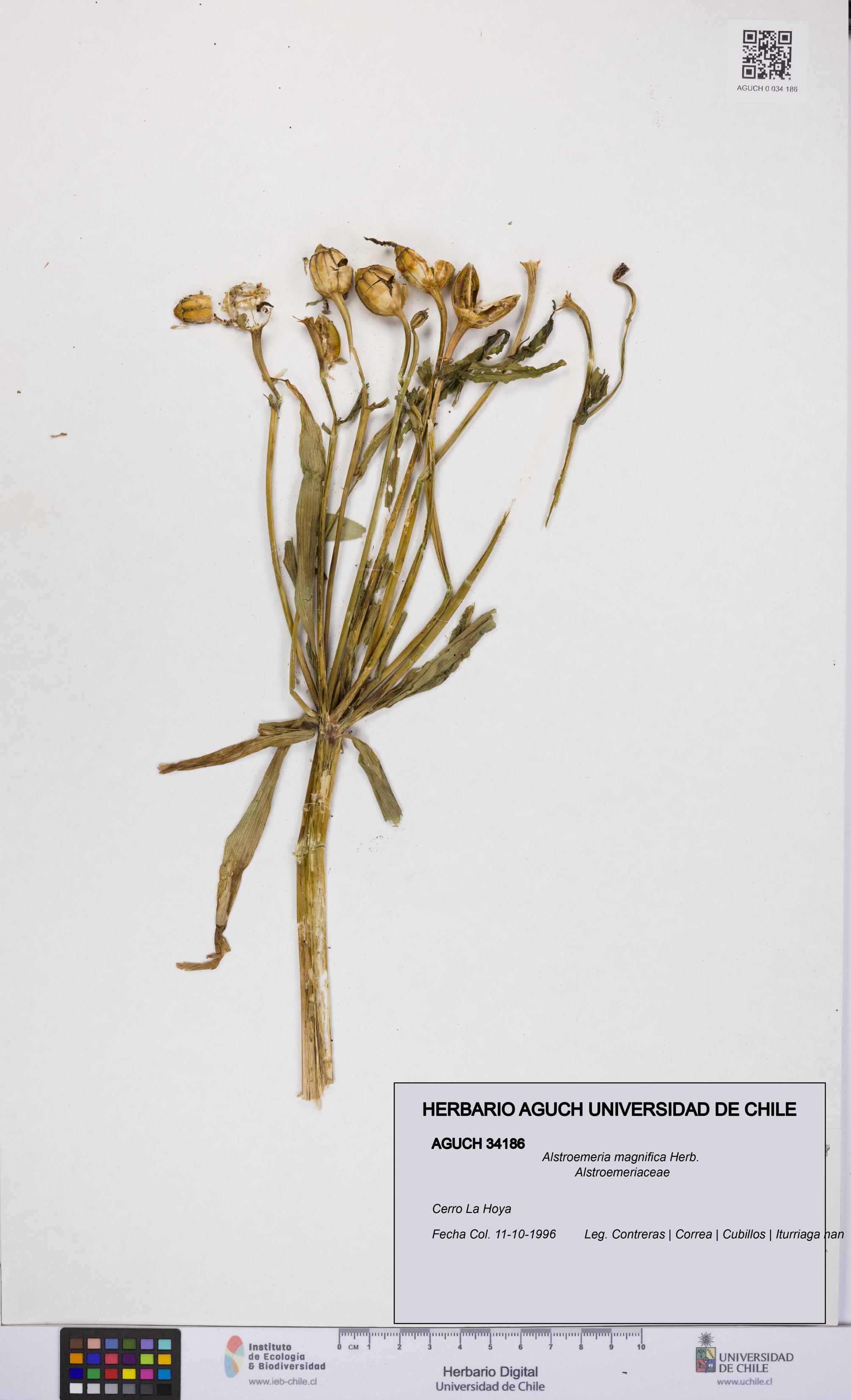 Alstroemeria magnifica [Espécimen: UCH:AGUCH:0034186]