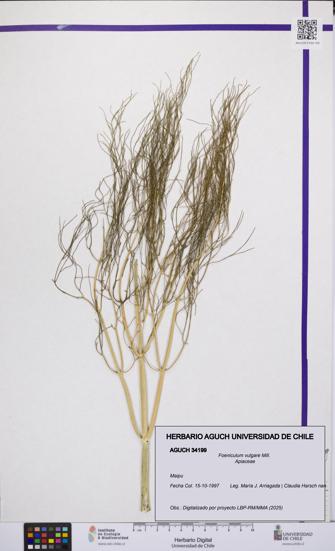 Foeniculum vulgare [Espécimen: UCH:AGUCH:0034199]