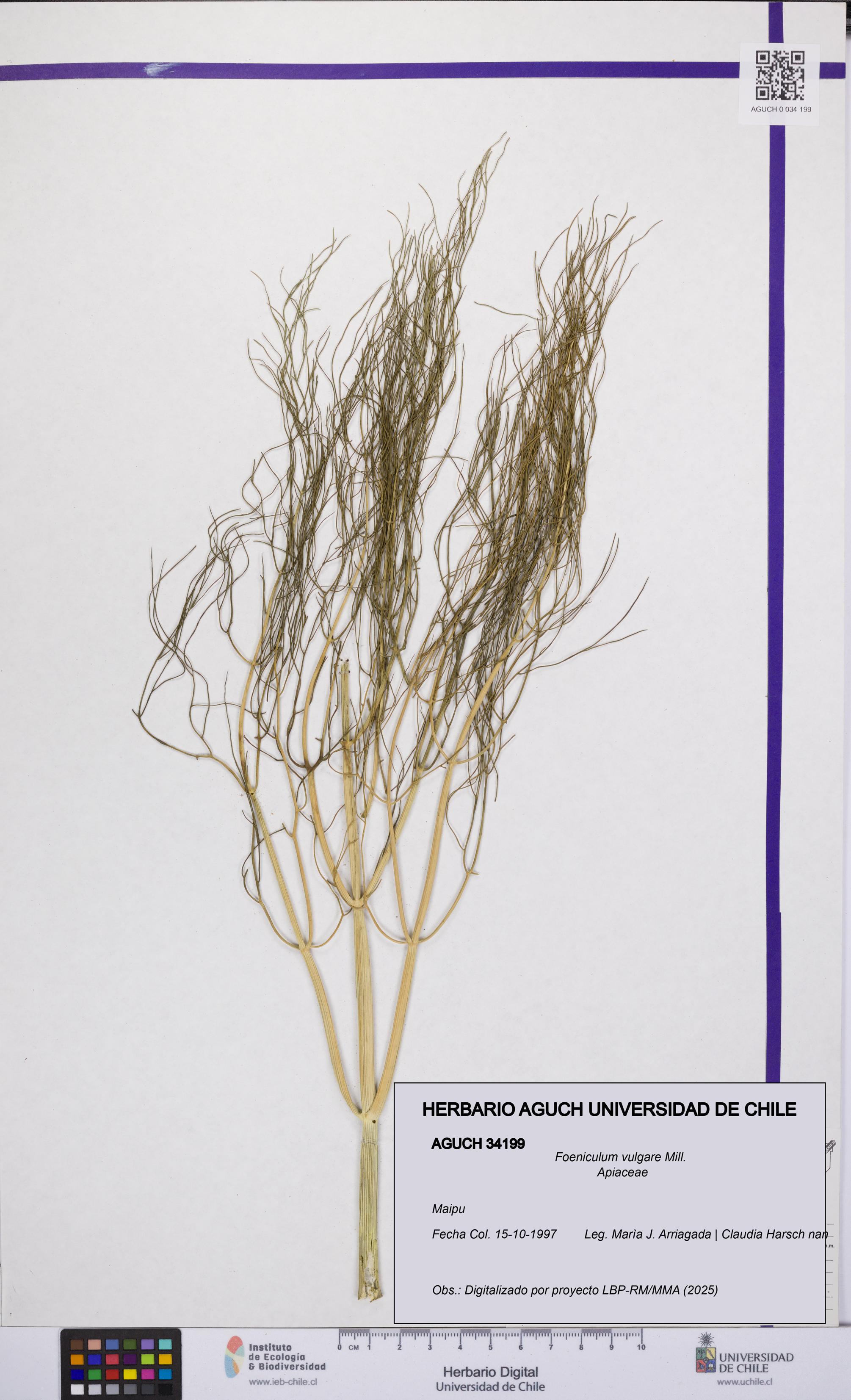 Foeniculum vulgare [Espécimen: UCH:AGUCH:0034199]