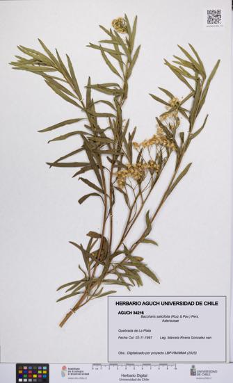 Baccharis salicifolia [Espécimen: UCH:AGUCH:0034216]
