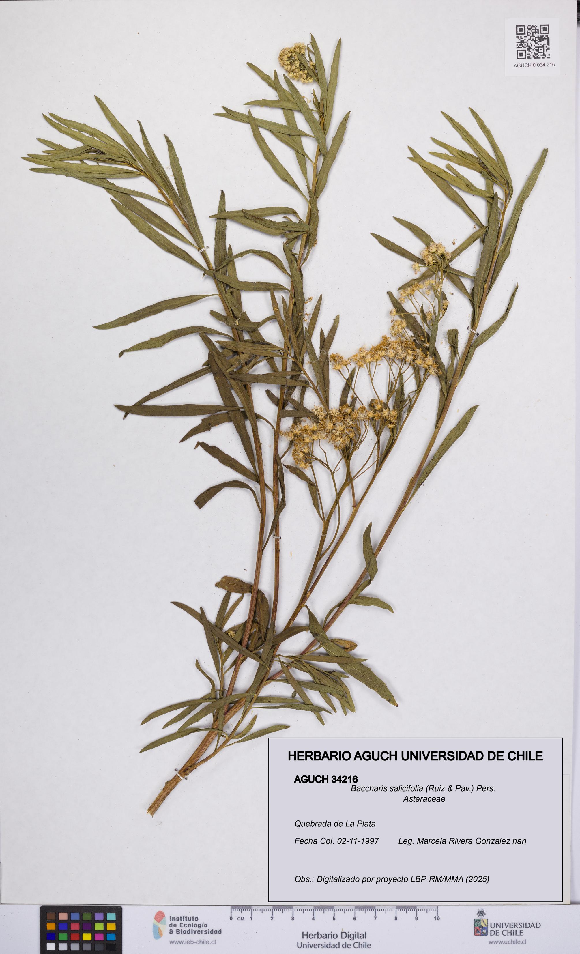 Baccharis salicifolia [Espécimen: UCH:AGUCH:0034216]