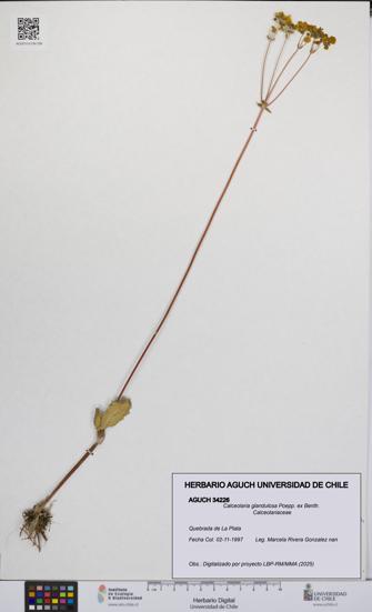 Calceolaria glandulosa [Espécimen: UCH:AGUCH:0034226]