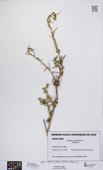 Baccharis paniculata [Espécimen: UCH:AGUCH:0034240]