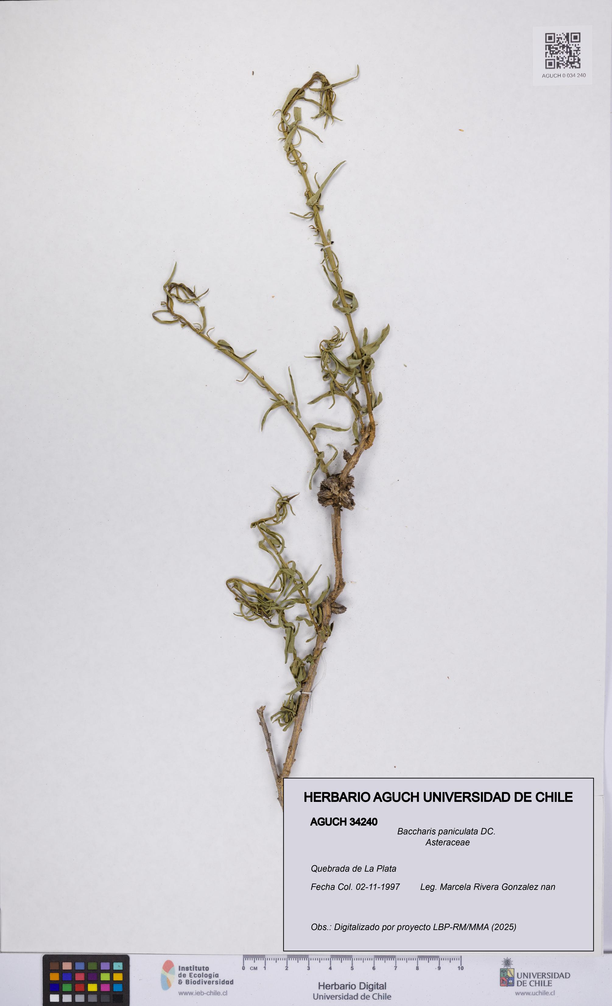 Baccharis paniculata [Espécimen: UCH:AGUCH:0034240]