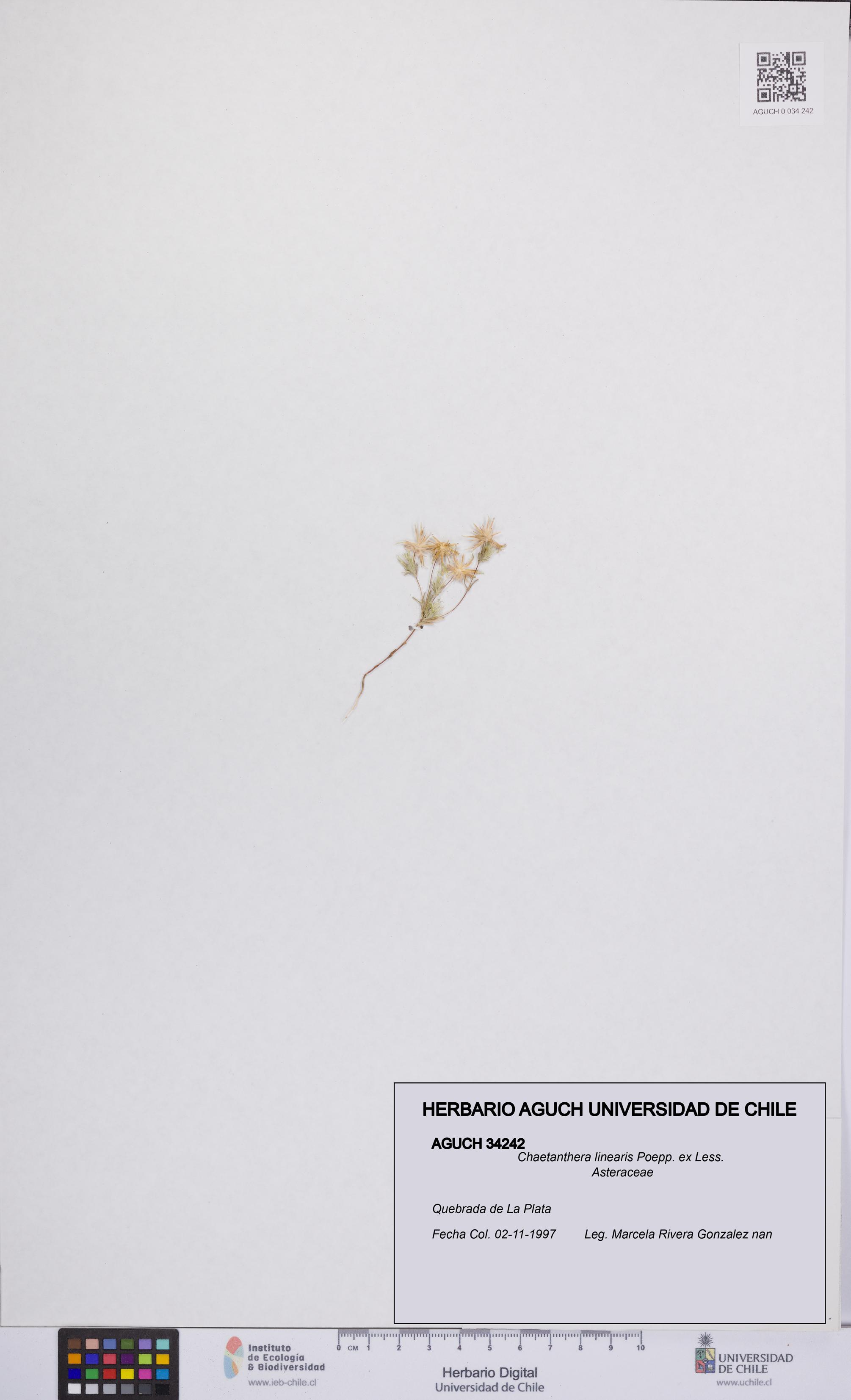 Chaetanthera linearis [Espécimen: UCH:AGUCH:0034242]