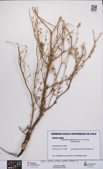 Cryptantha clandestina [Espécimen: UCH:AGUCH:0034246]