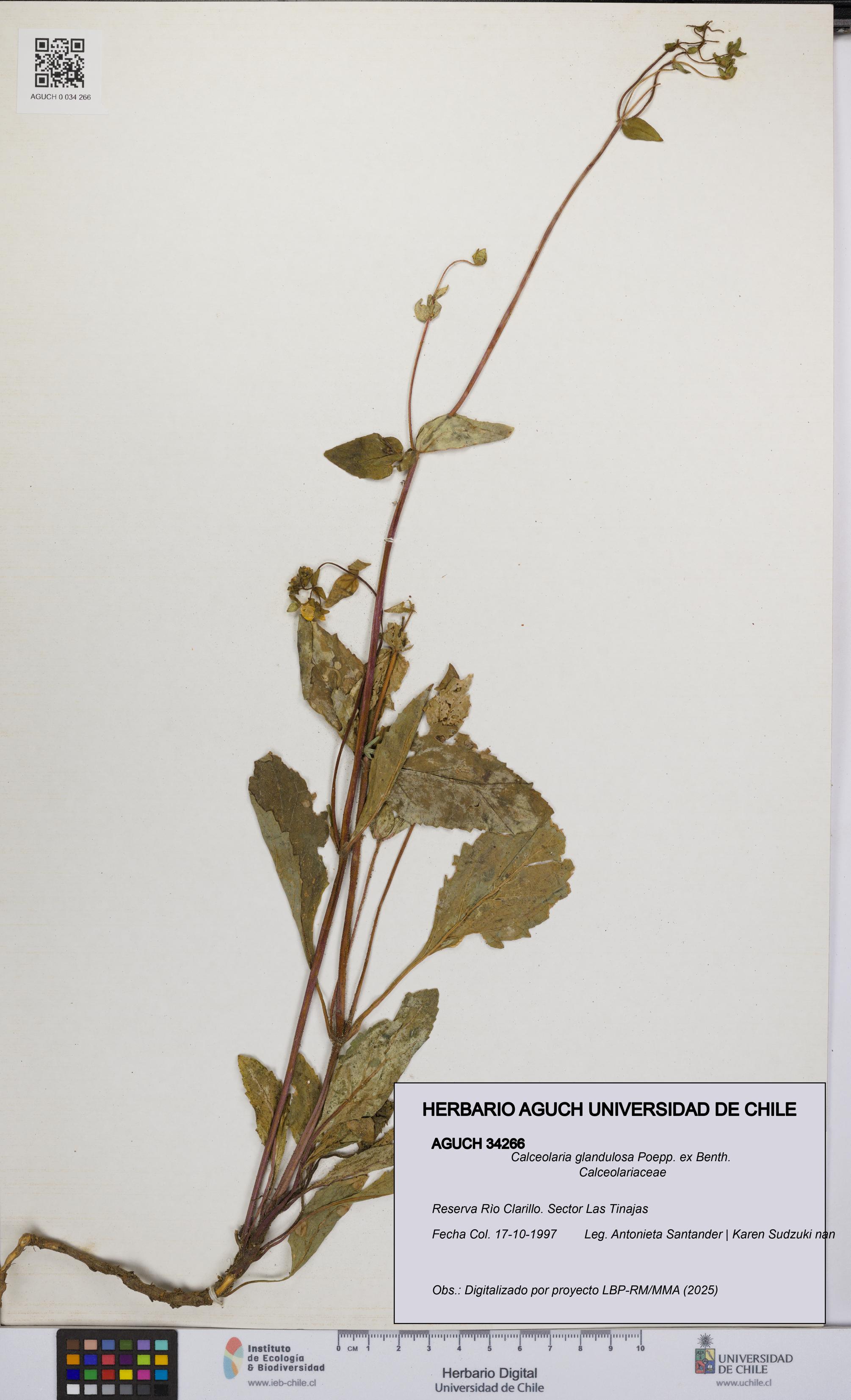 Calceolaria glandulosa [Espécimen: UCH:AGUCH:0034266]