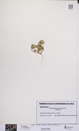 Chaetanthera chilensis [Espécimen: UCH:AGUCH:0034271]