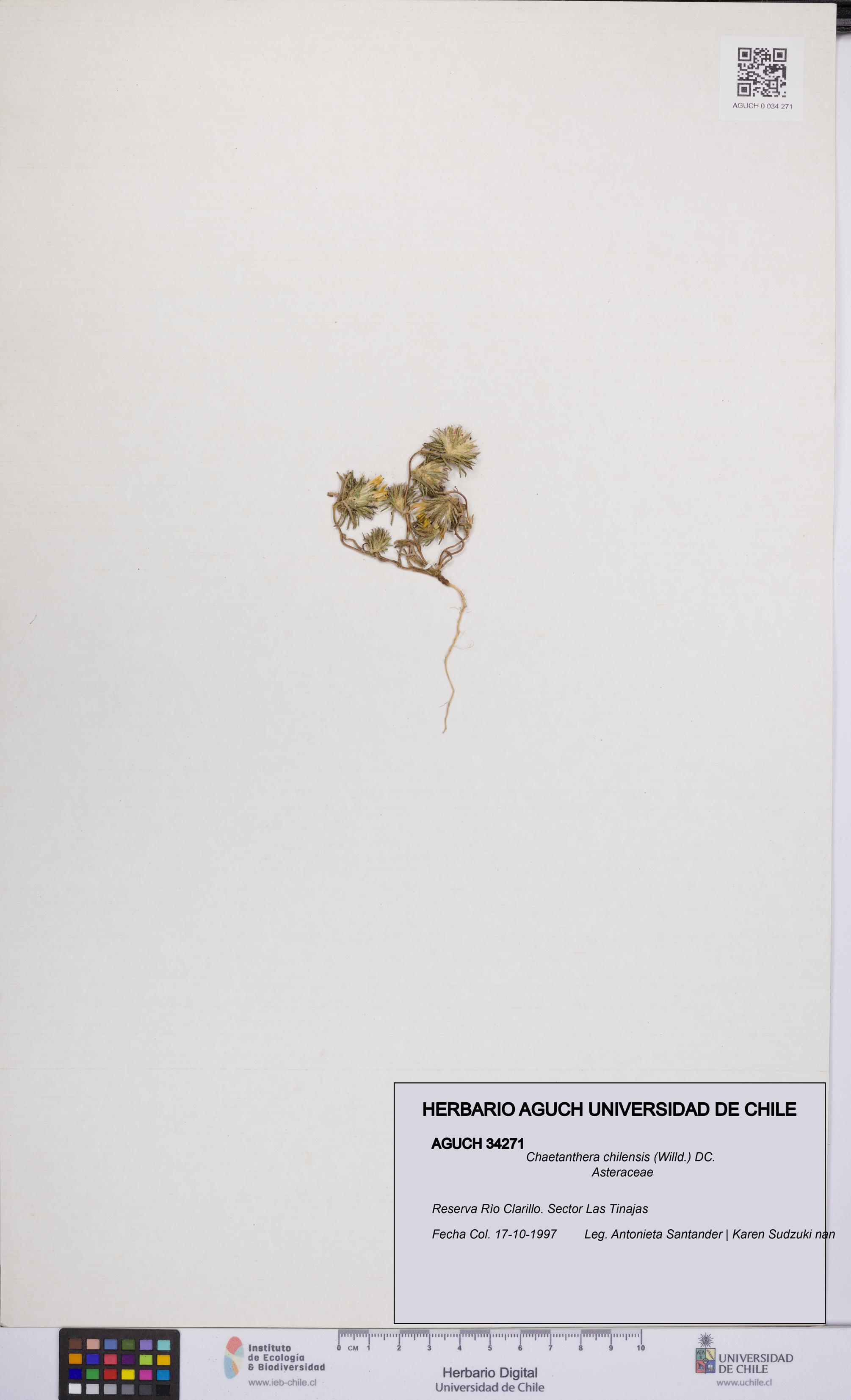 Chaetanthera chilensis [Espécimen: UCH:AGUCH:0034271]
