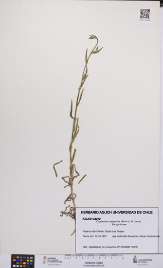 Cryptantha clandestina [Espécimen: UCH:AGUCH:0034272]