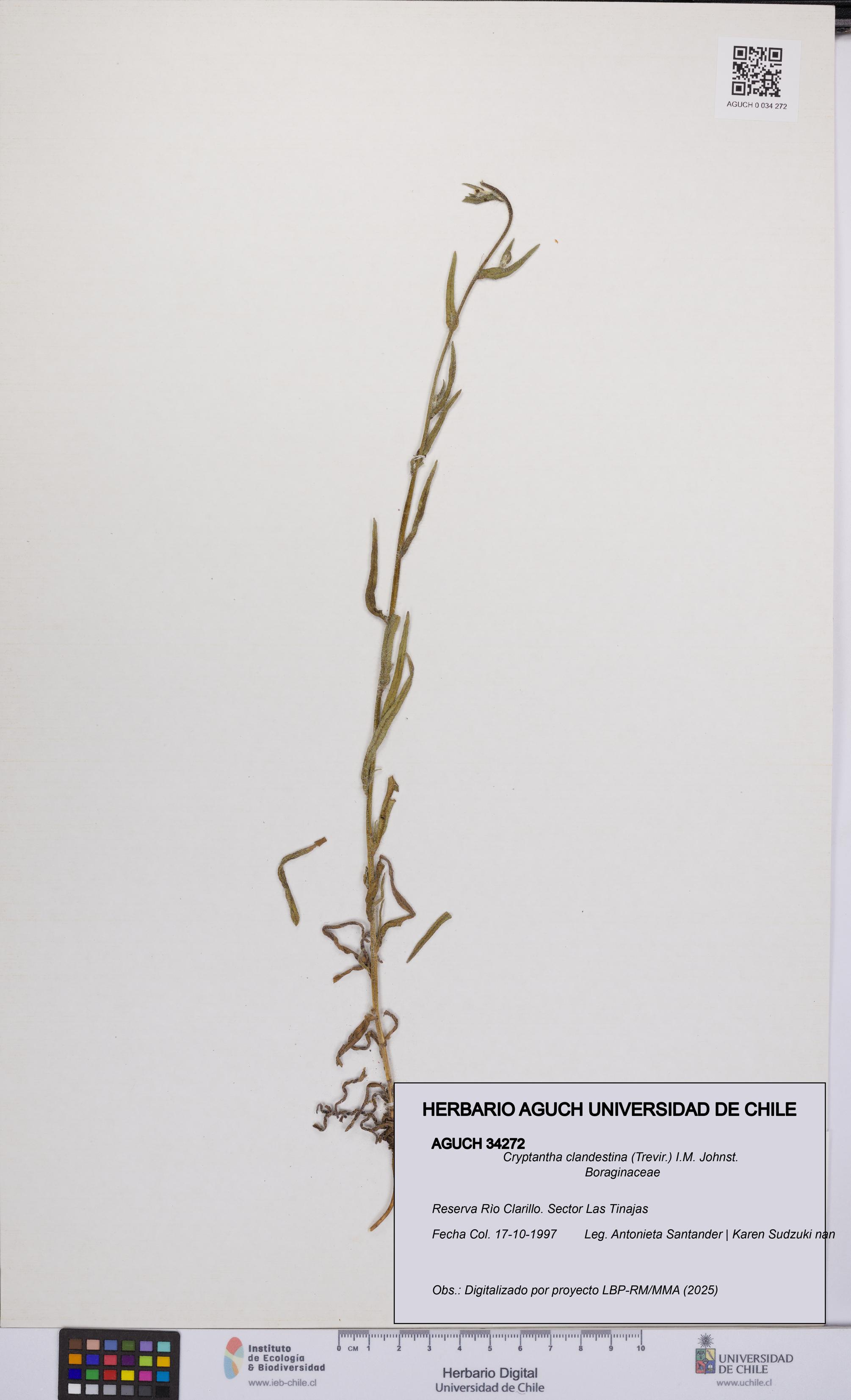 Cryptantha clandestina [Espécimen: UCH:AGUCH:0034272]