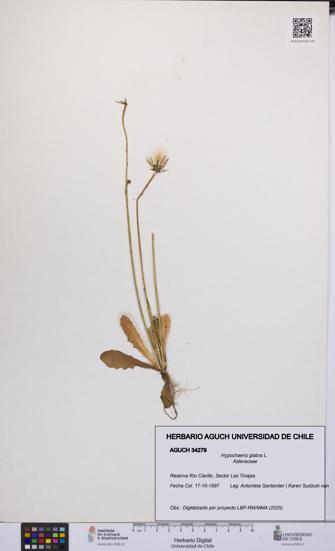 Hypochaeris glabra [Espécimen: UCH:AGUCH:0034279]