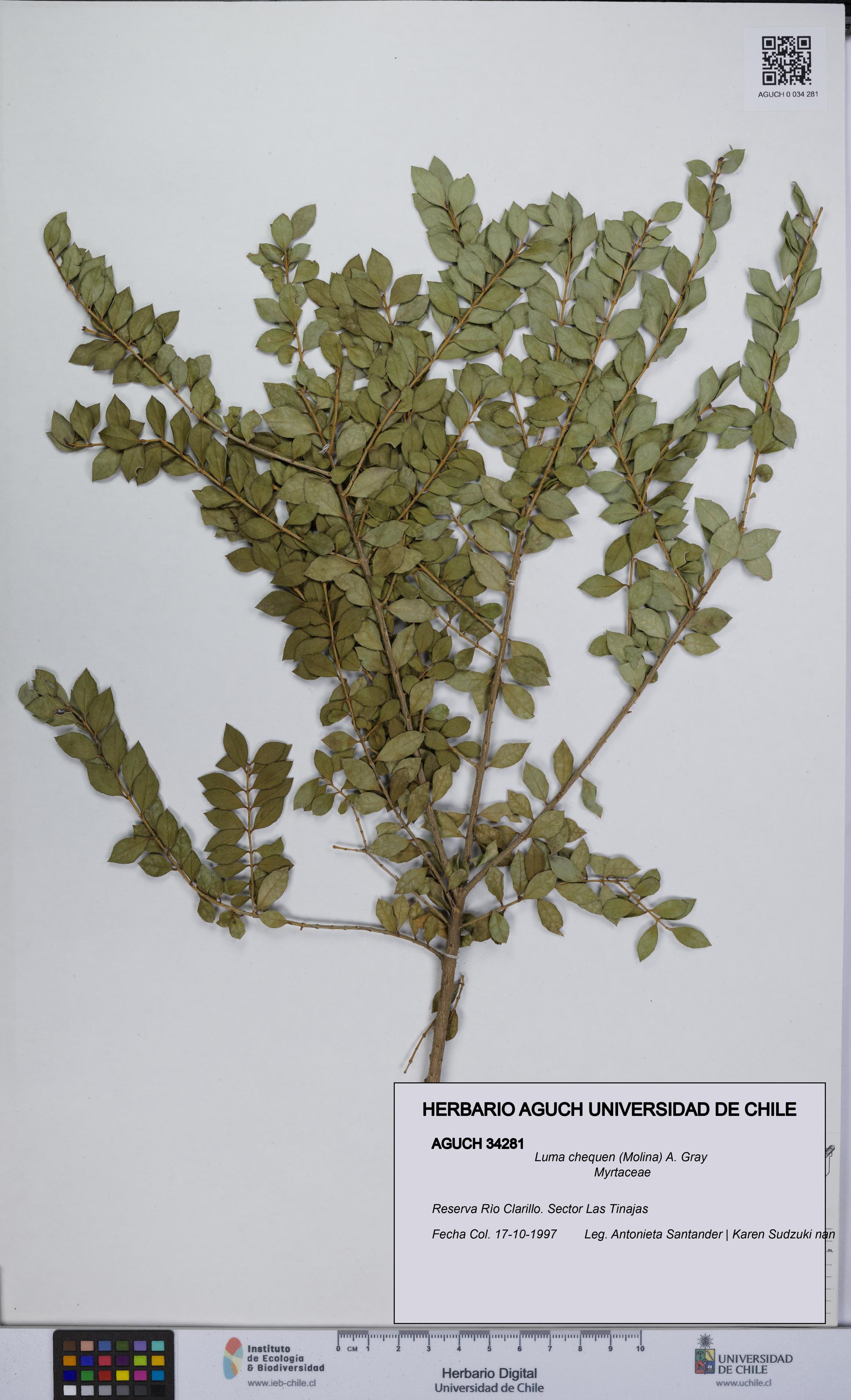 Luma chequen [Espécimen: UCH:AGUCH:0034281]