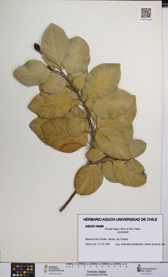 Persea lingue [Espécimen: UCH:AGUCH:0034290]