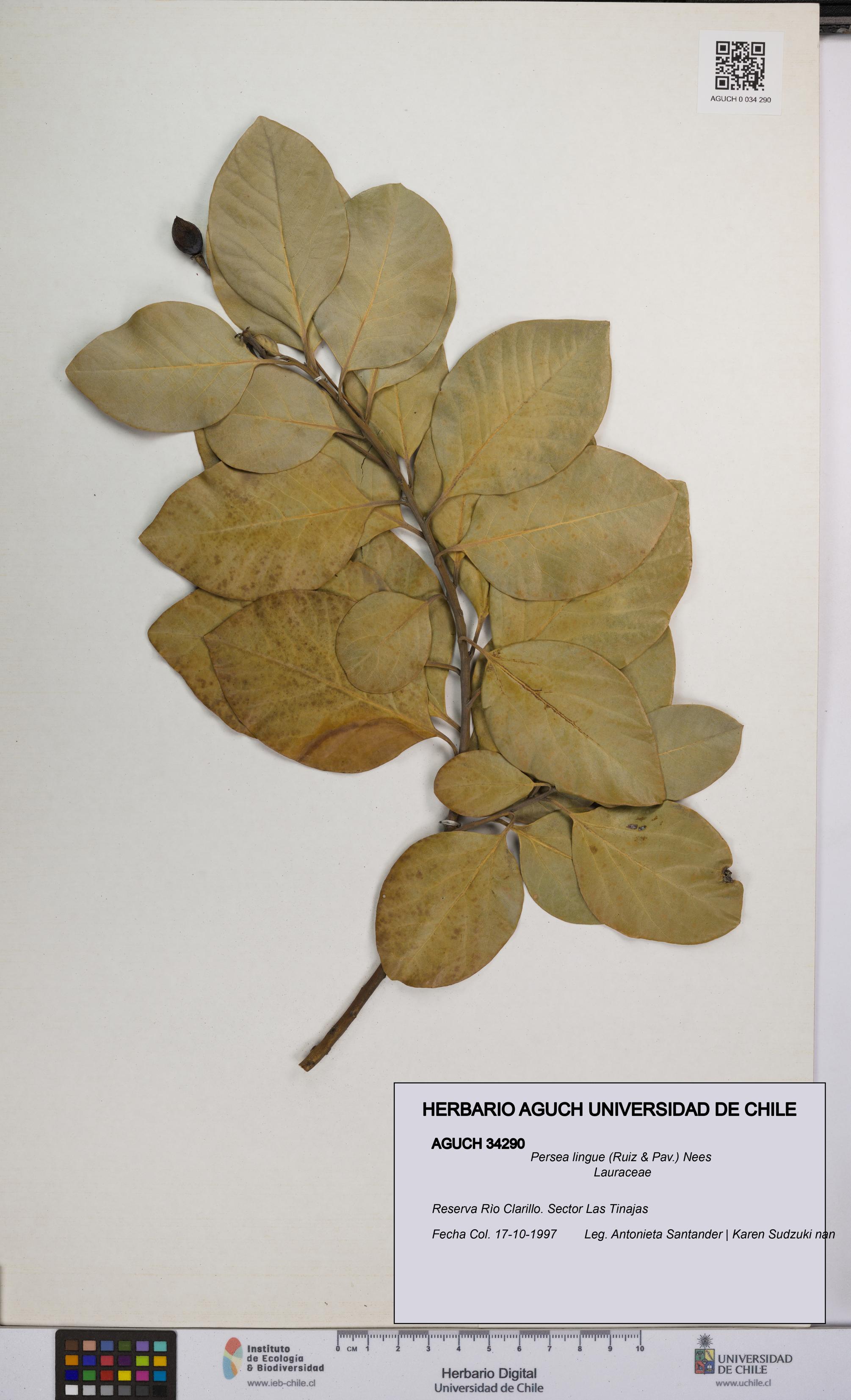 Persea lingue [Espécimen: UCH:AGUCH:0034290]