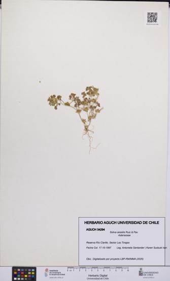 Soliva sessilis [Espécimen: UCH:AGUCH:0034294]