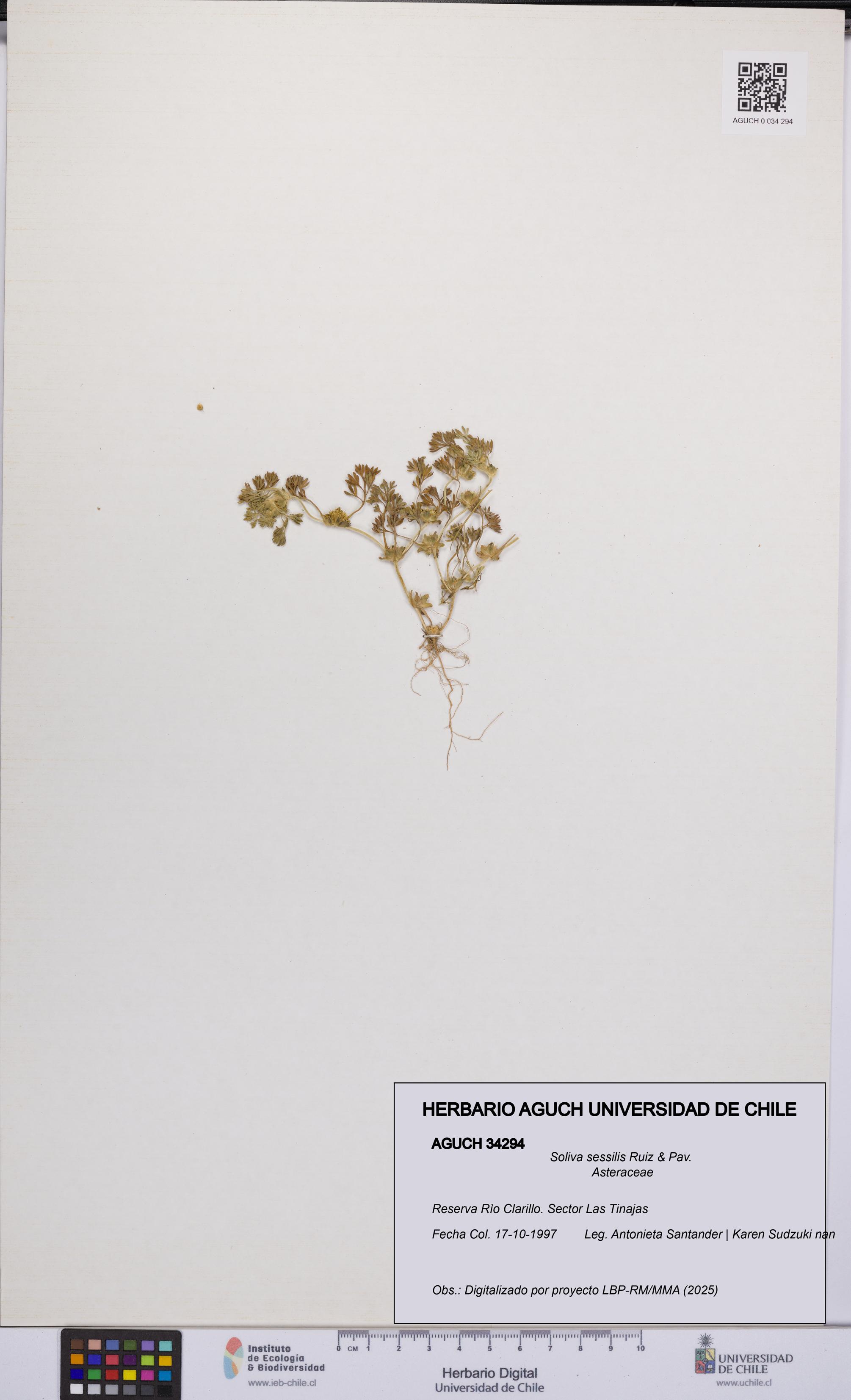Soliva sessilis [Espécimen: UCH:AGUCH:0034294]