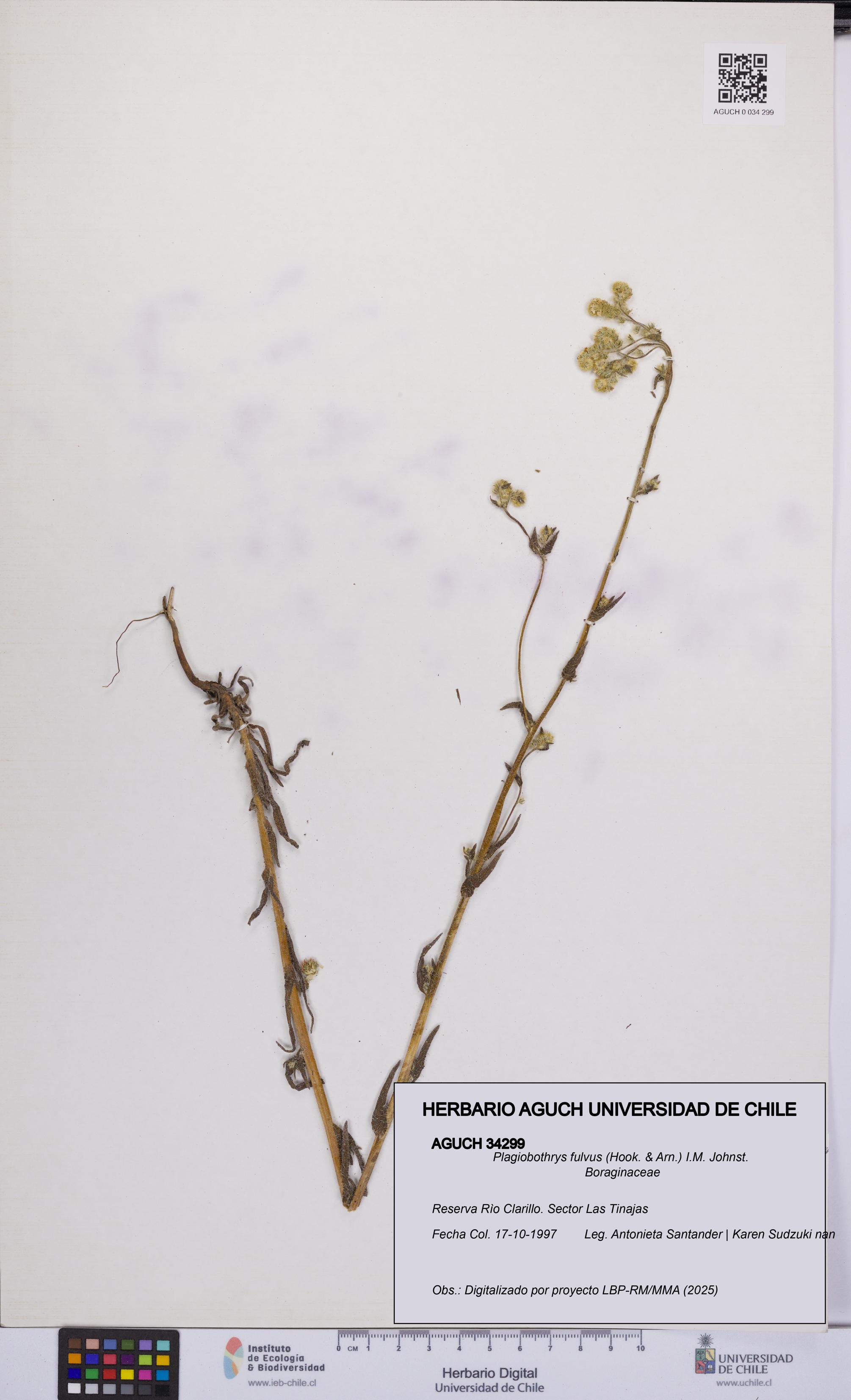 Plagiobothrys fulvus [Espécimen: UCH:AGUCH:0034299]