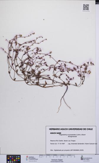 Plagiobothrys myosotoides [Espécimen: UCH:AGUCH:0034300]