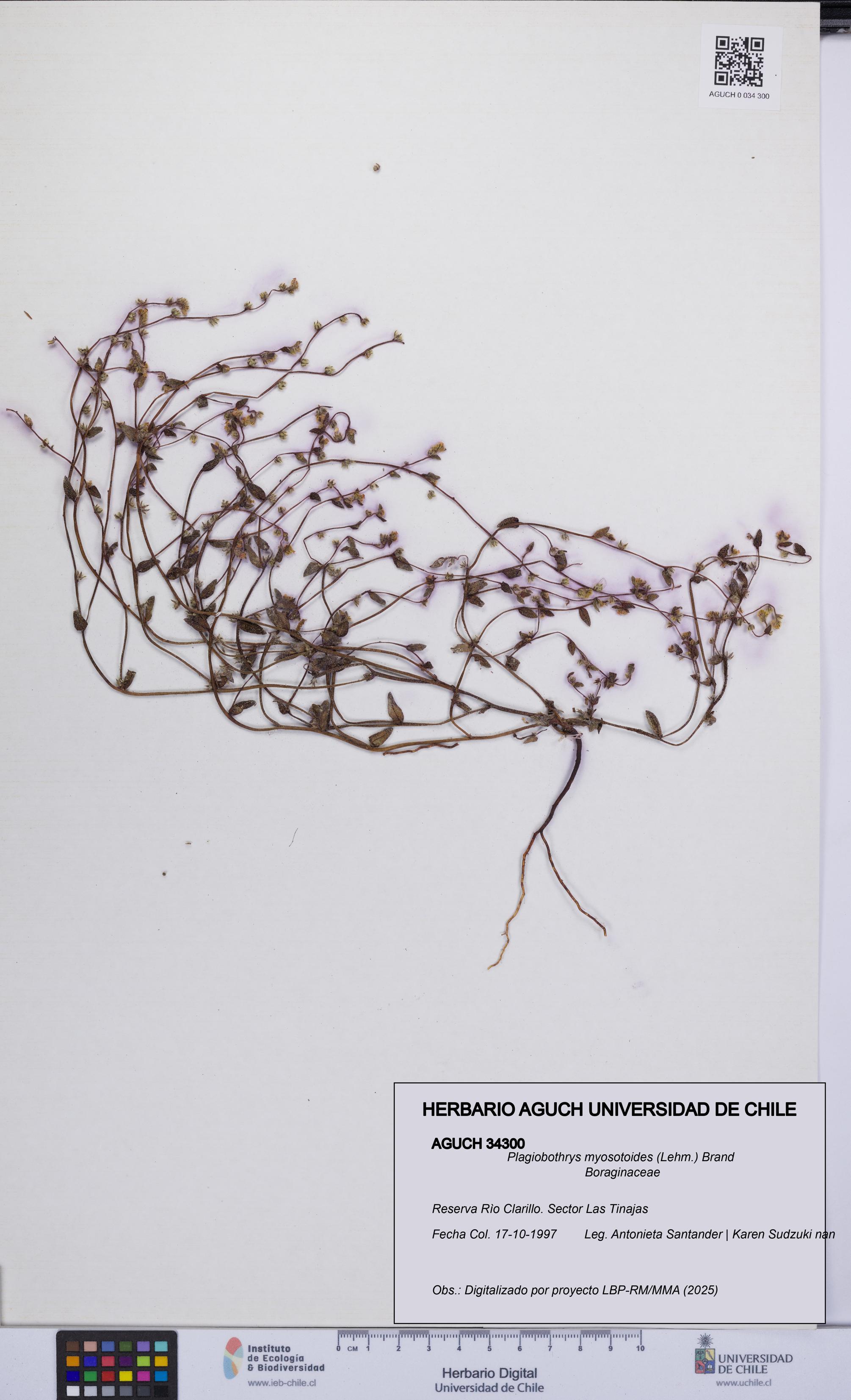 Plagiobothrys myosotoides [Espécimen: UCH:AGUCH:0034300]