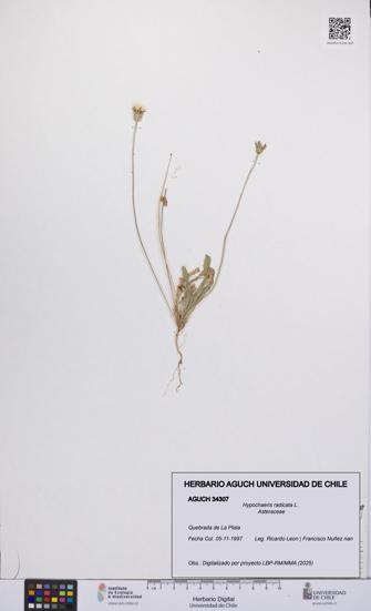 Hypochaeris radicata [Espécimen: UCH:AGUCH:0034307]