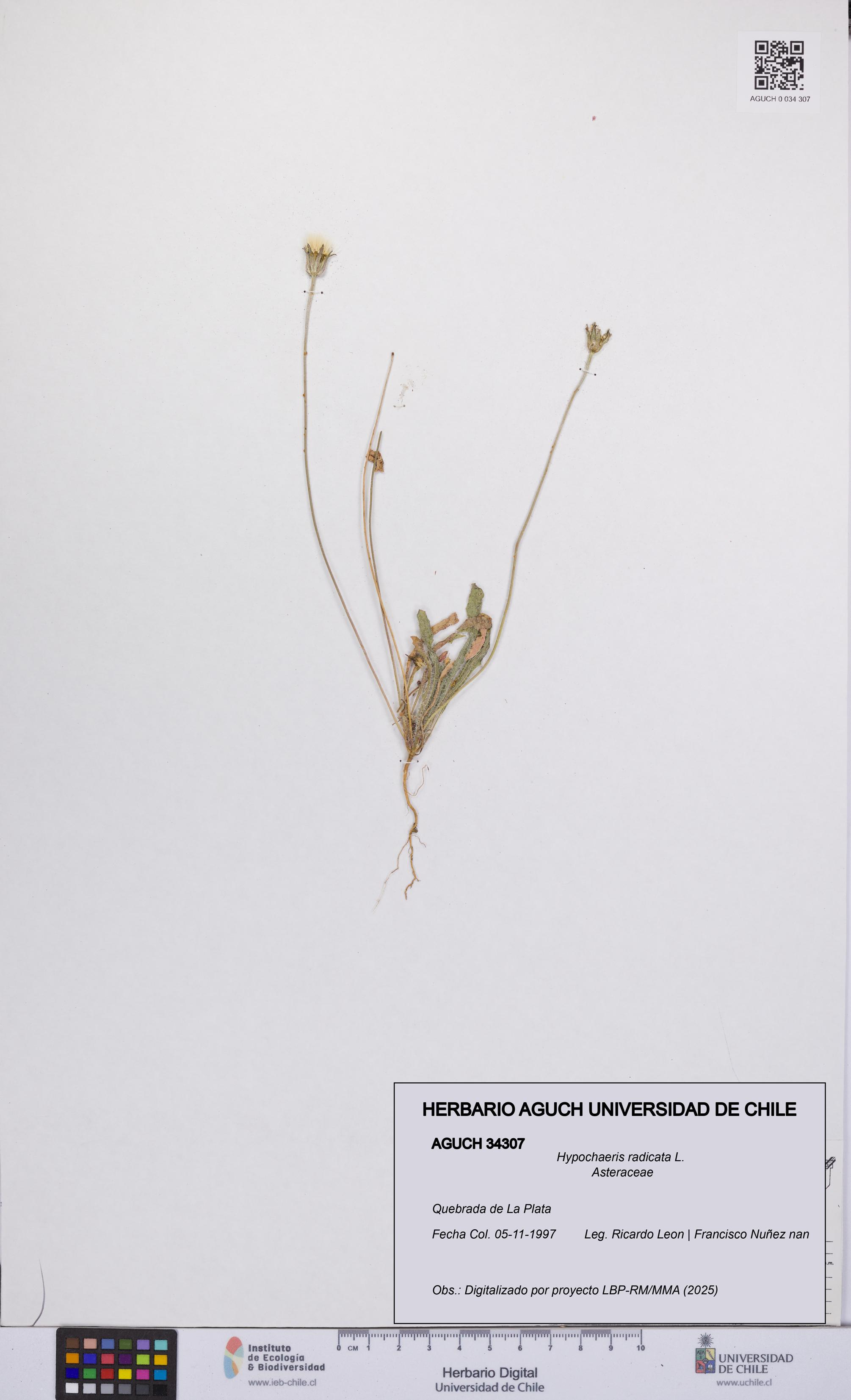 Hypochaeris radicata [Espécimen: UCH:AGUCH:0034307]