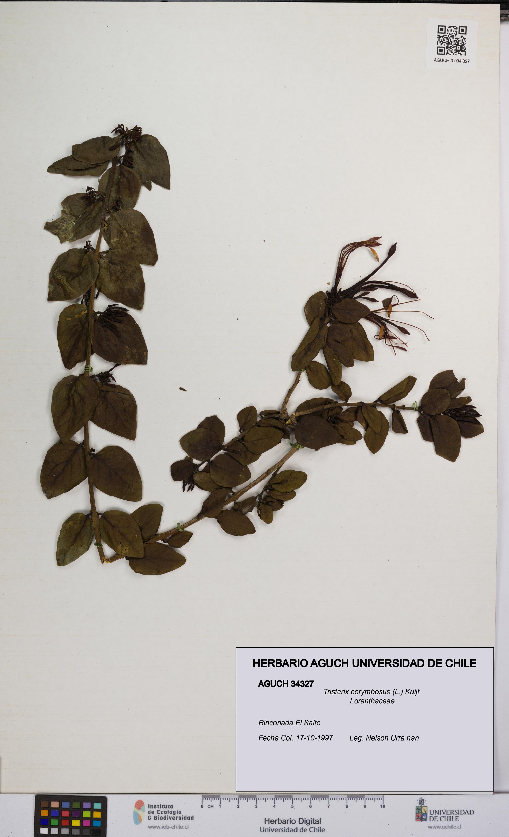 Tristerix corymbosus [Espécimen: UCH:AGUCH:0034327]