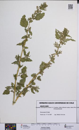 Oxybasis macrosperma subsp. salsa [Espécimen: UCH:AGUCH:0034351]
