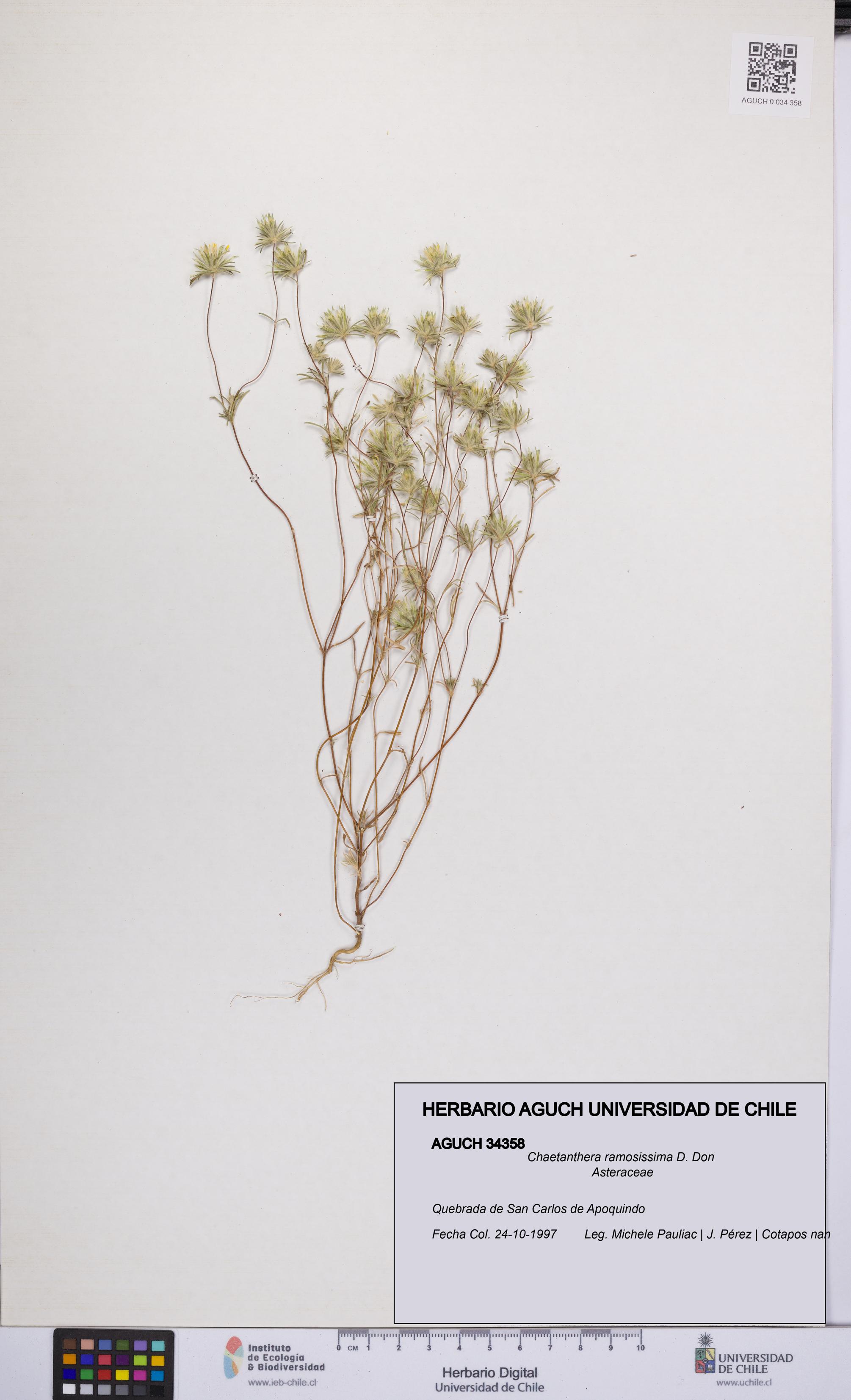 Chaetanthera ramosissima [Espécimen: UCH:AGUCH:0034358]