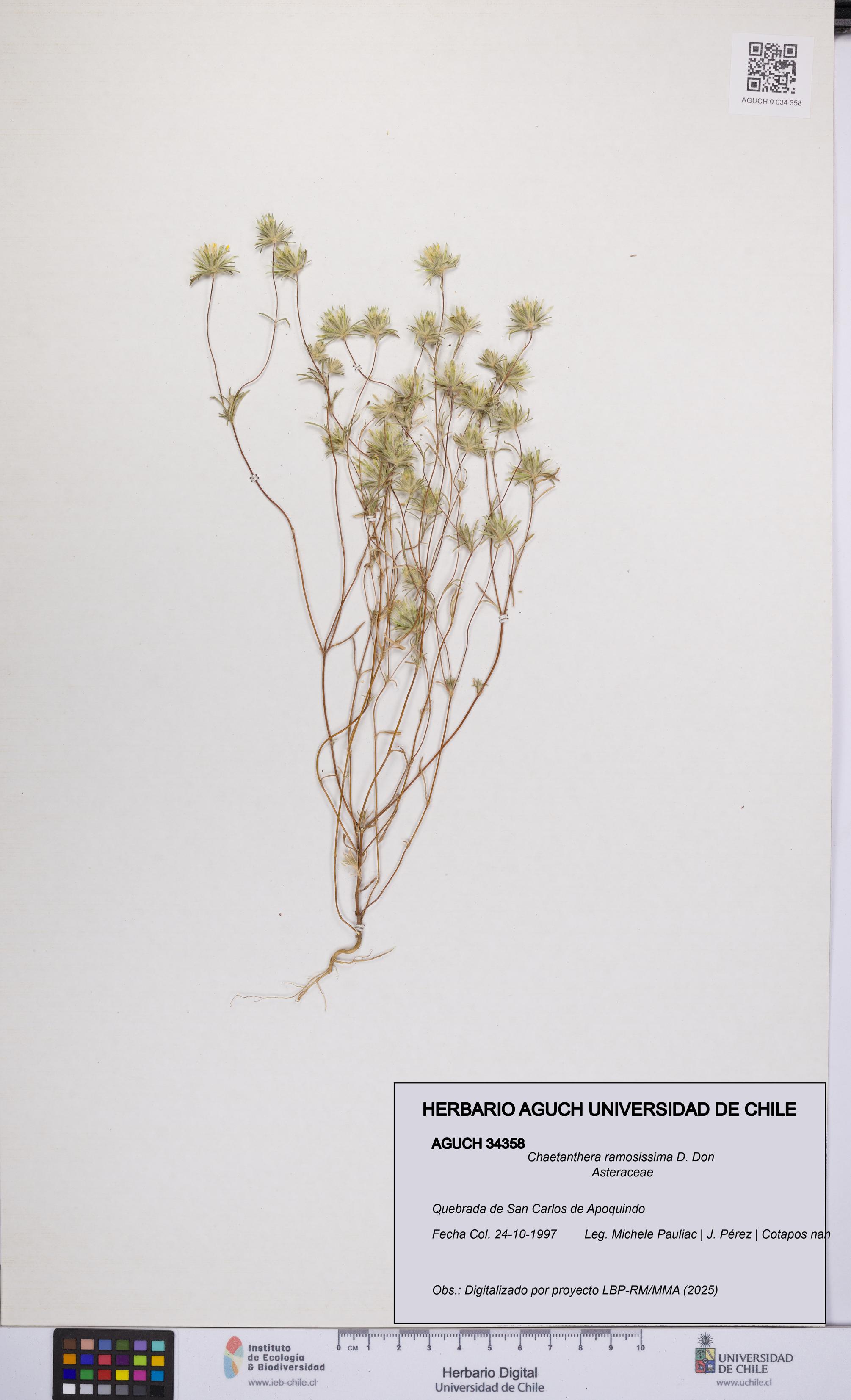 Chaetanthera ramosissima [Espécimen: UCH:AGUCH:0034358]