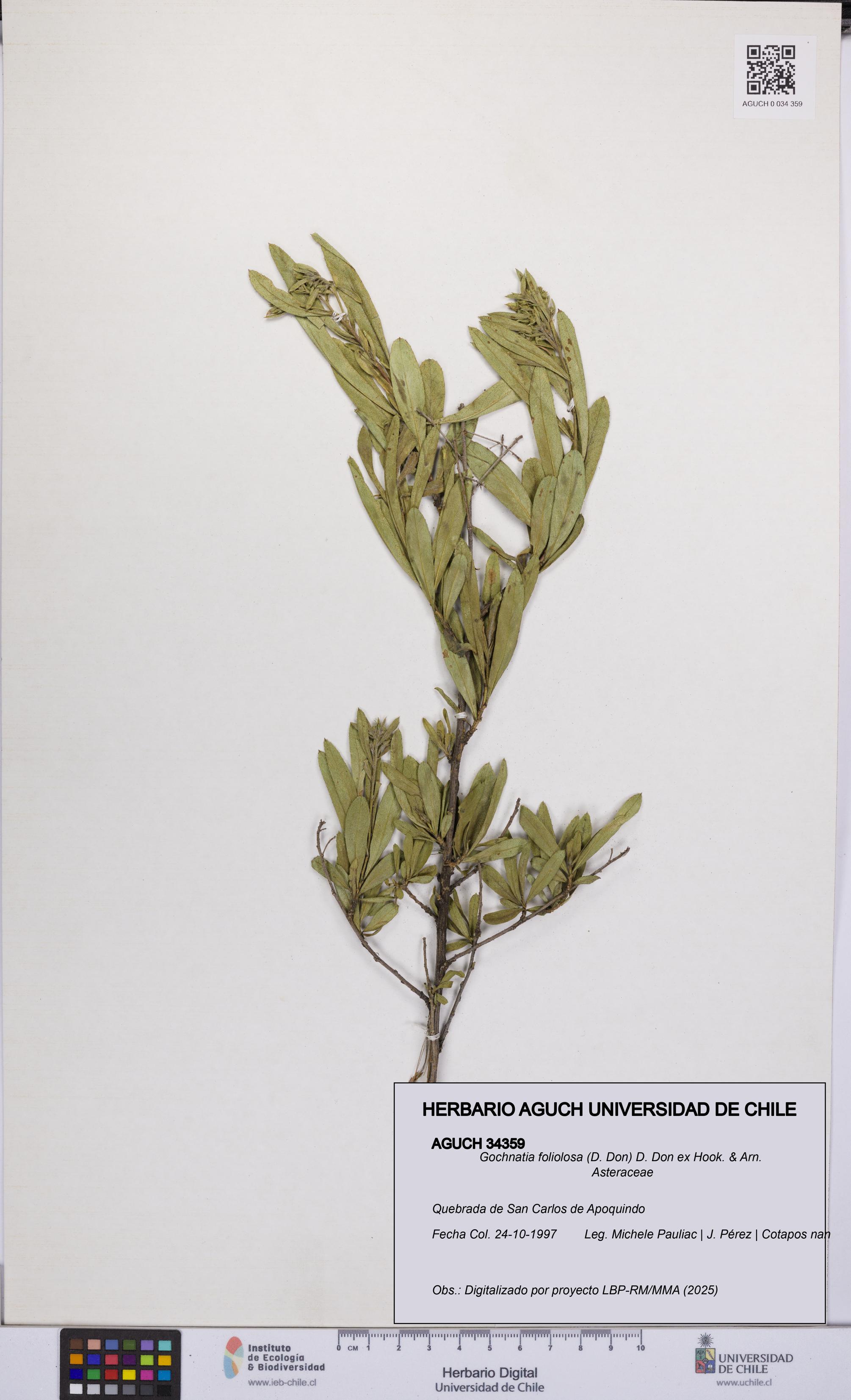 Gochnatia foliolosa [Espécimen: UCH:AGUCH:0034359]