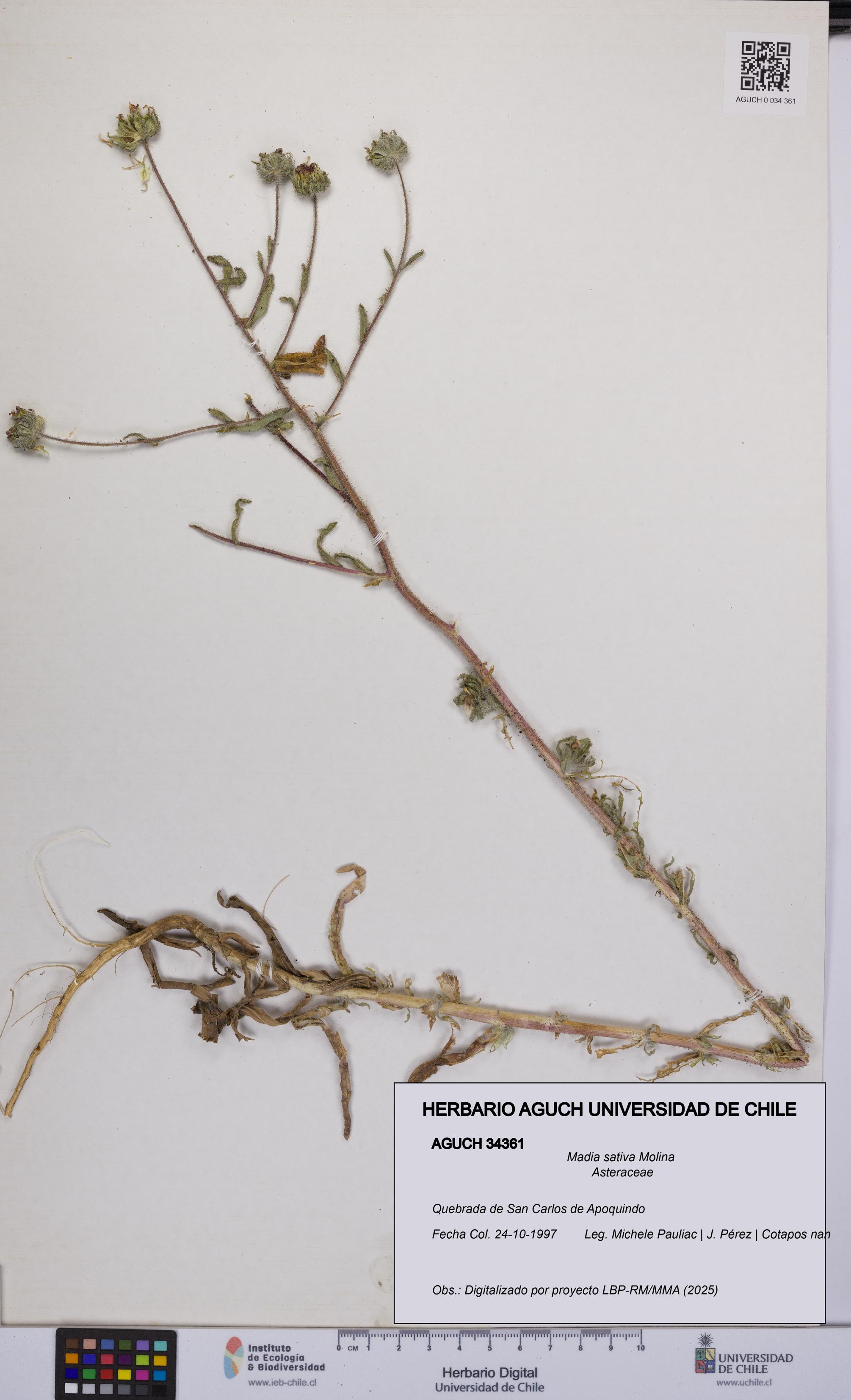 Madia sativa [Espécimen: UCH:AGUCH:0034361]