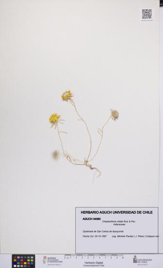 Chaetanthera ciliata [Espécimen: UCH:AGUCH:0034363]