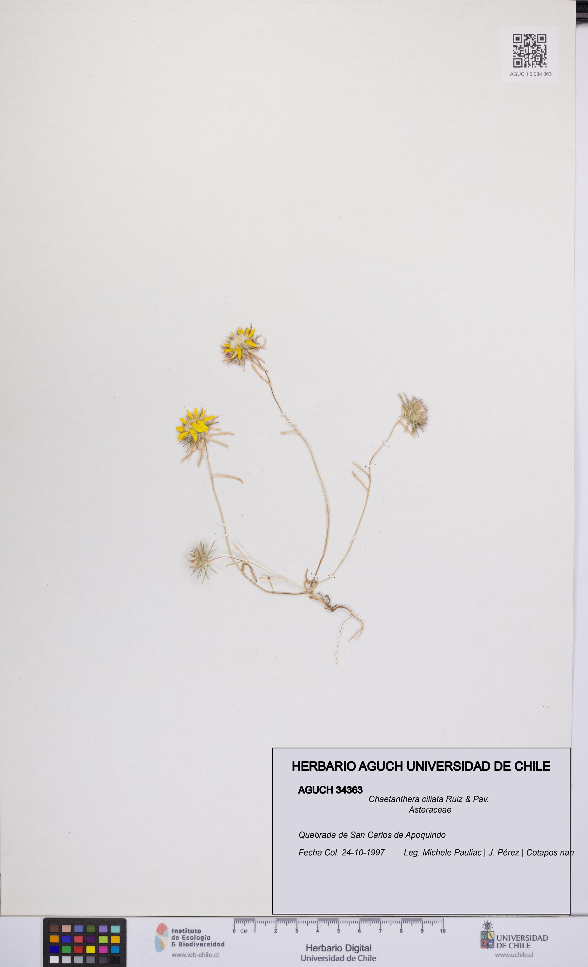 Chaetanthera ciliata [Espécimen: UCH:AGUCH:0034363]