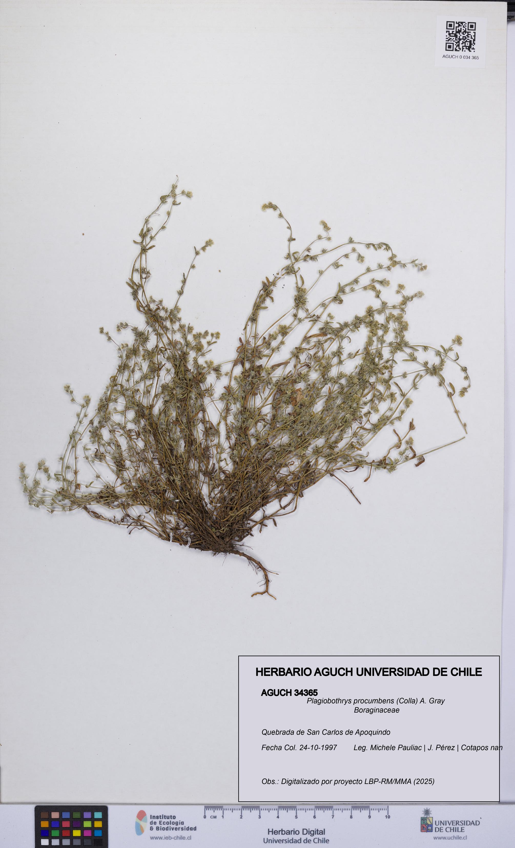 Plagiobothrys procumbens [Espécimen: UCH:AGUCH:0034365]