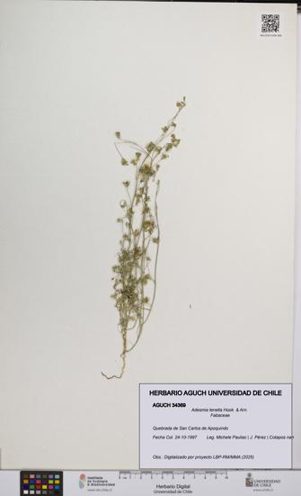 Adesmia tenella [Espécimen: UCH:AGUCH:0034369]