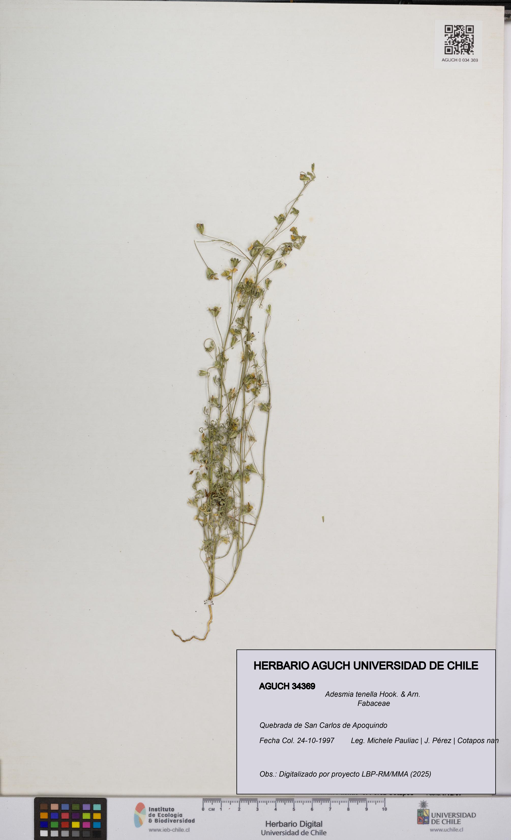 Adesmia tenella [Espécimen: UCH:AGUCH:0034369]