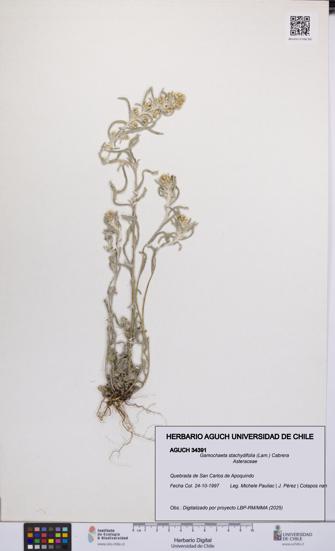 Gamochaeta stachydifolia [Espécimen: UCH:AGUCH:0034391]