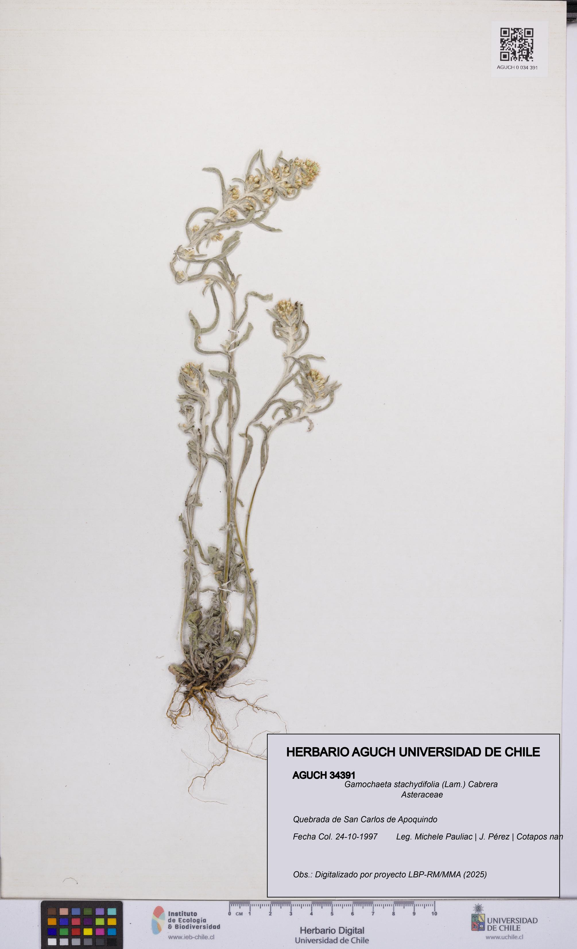 Gamochaeta stachydifolia [Espécimen: UCH:AGUCH:0034391]